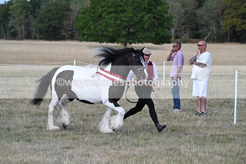 WJ7_8441 - In-hand Championship