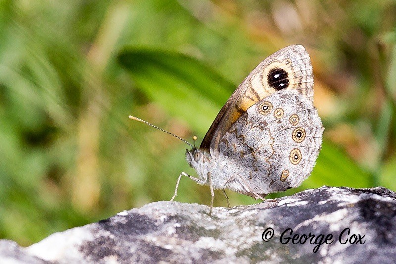 large wall brown pyrenees