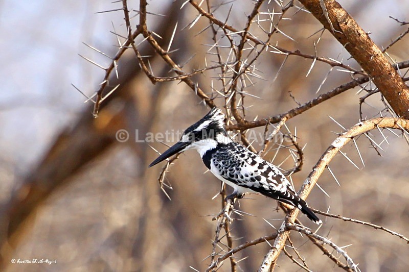 IMG_0065 Baringo - Birds