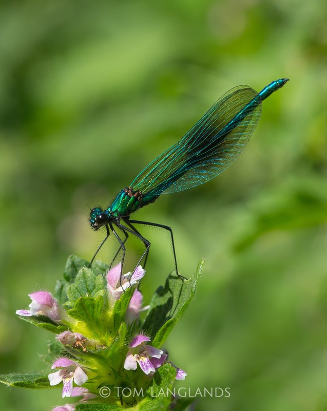 Banded Demoiselle - Macro