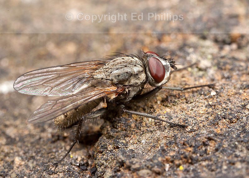 Leucophora Fly
