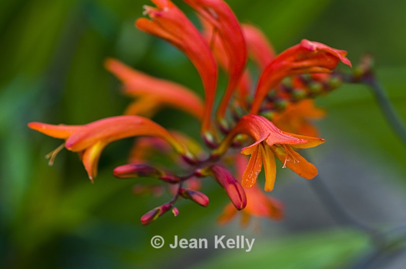 Flower - 1304 - Orange