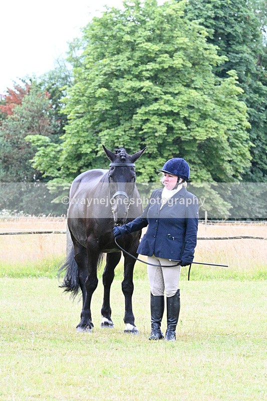 WJ7_7221 - Class 5a Most Handsome Gelding in Hand
