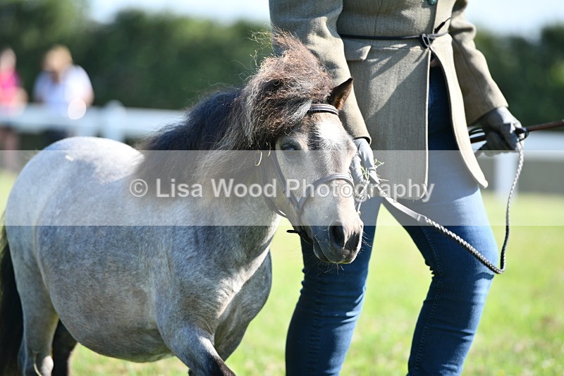 DSC_5657 - Class 49: NPS Shetland Youngstock