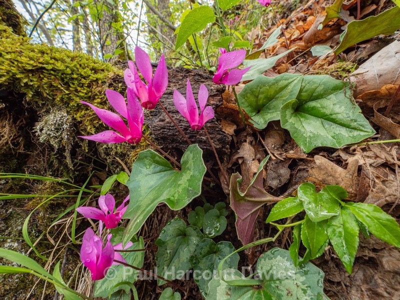 Spring Cyclamen (Cyclamen repandum) - Gargano - Wild Flowers