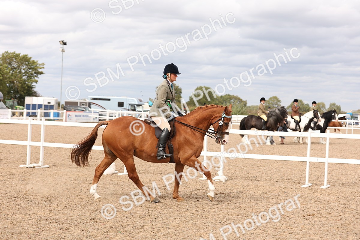 SBM_17389 - Class 214 - Ridden Hack Riding Horse
