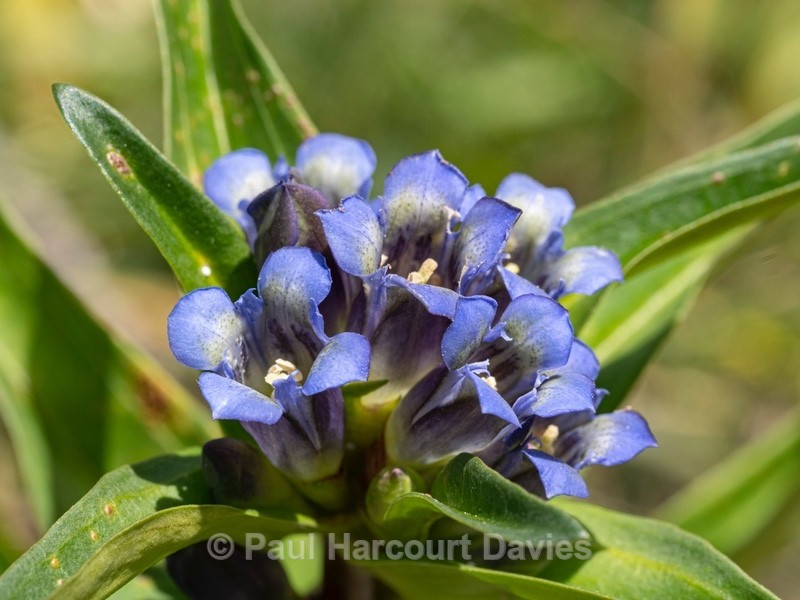 Cross Gentian (Gentiana cruciata) - Wild Flowers 2020