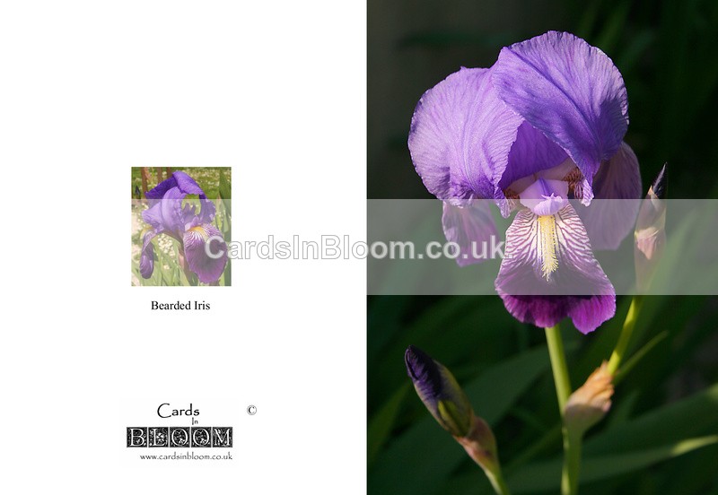 005 Bearded Iris - THE IRIS CARD COLLECTION