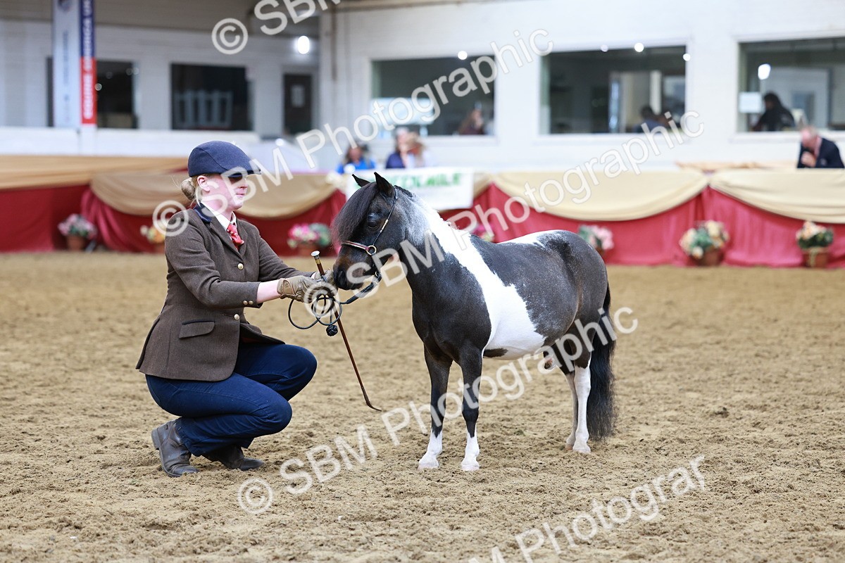 SBM_15736 - Class 110 - IH  Minature Horse