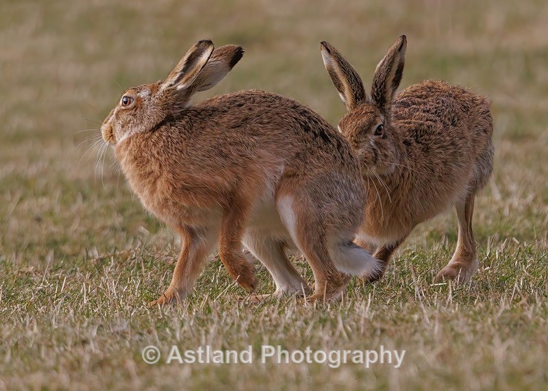 Brown Hare - Latest Images