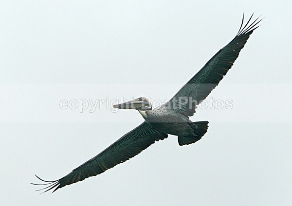 070208 Pelican 1 - ATLANTIC CROSSING 2006