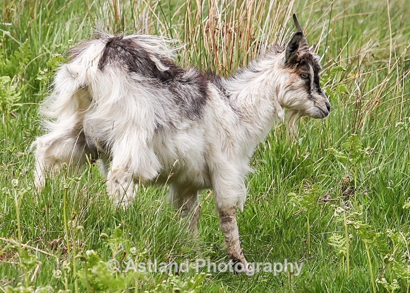 Astland Photography, Bird and Wildlife Images, Susan and Peter Wilson, U.K.