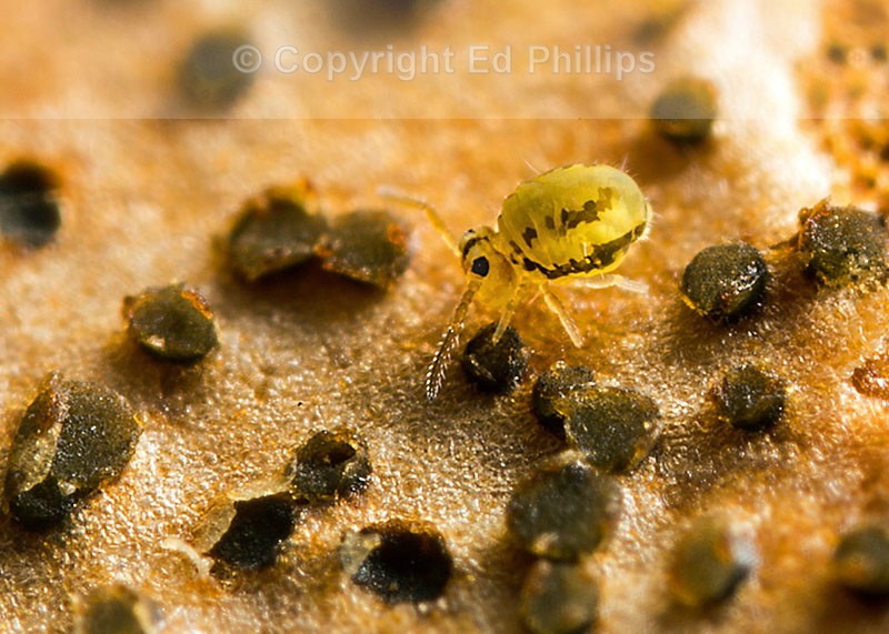 Sminthurinus elegans