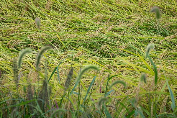 10 Rice with Foxtail Grass - Autumn Rice