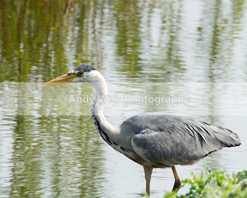 20110422-IMG_4548 - Grey Heron
