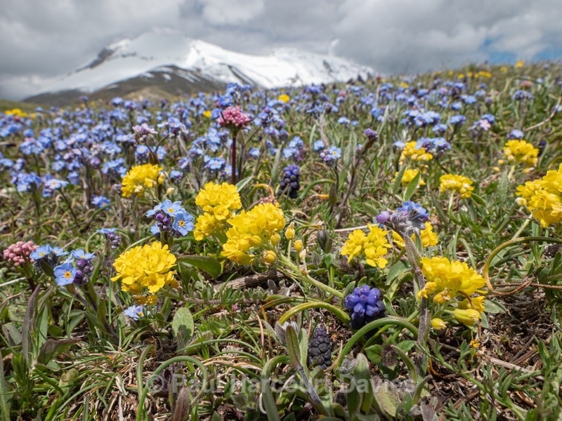 Bright blue Apennine forget-me-not (Myosotis alpina var ambigens) with Yellow Apennine wallflower (Erysimum pseudorhaeticum) and Grape hyacinth (Muscari commutatum) - Flowers in the Landscape - 2
