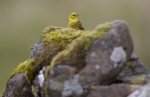 Yellowhammer, Isle of Mull, (YH,J,2011.1) - ISLE OF MULL WILDLIFE, Wildlife images from the Inner Hebrides