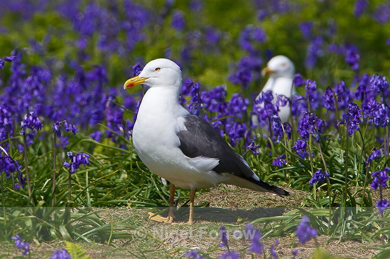 Lesser Black-backed Gulls amongst the bluebells - Lesser Black-backed Gull