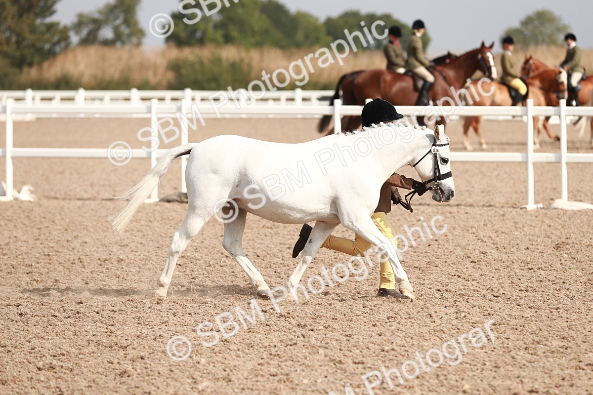 SBM_11148 - Class 205 IH Show Pony/ Show Hunter Pony