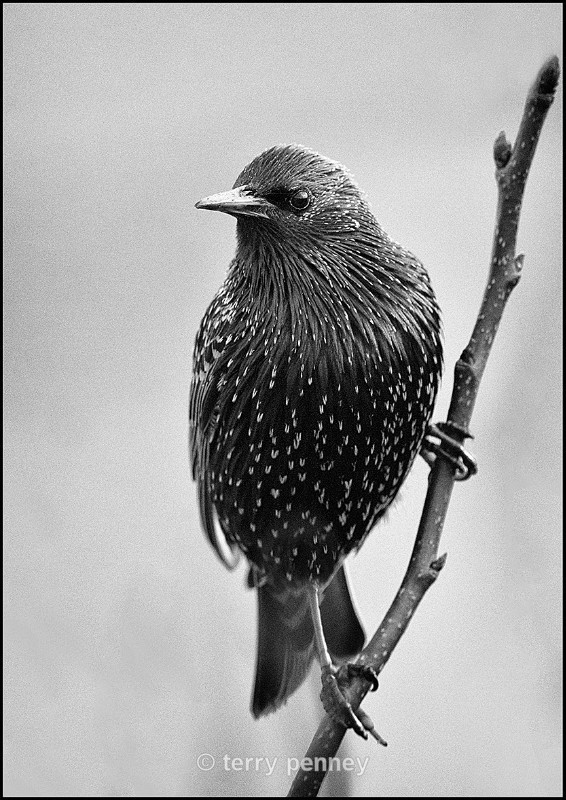  - Birds