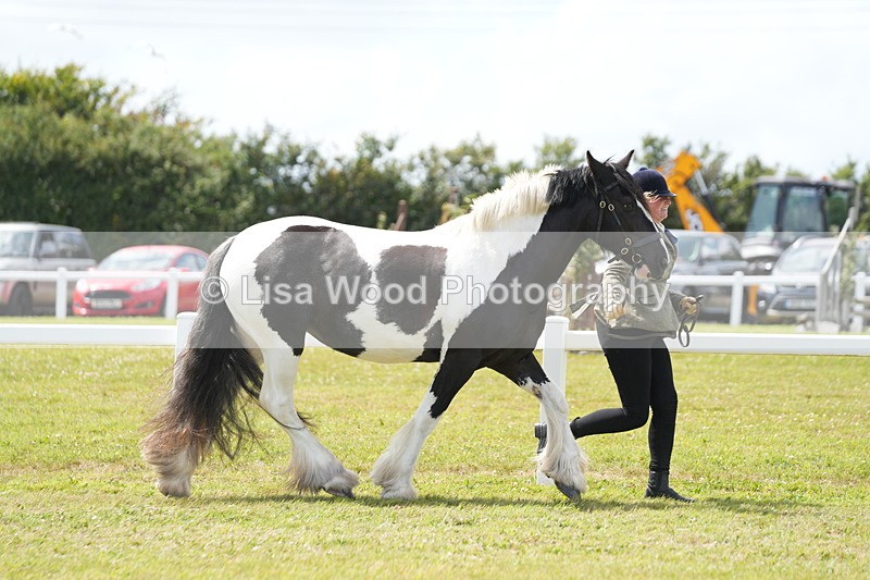 DSC07070 - Class 61: Coloured Horse 4yrs & Over