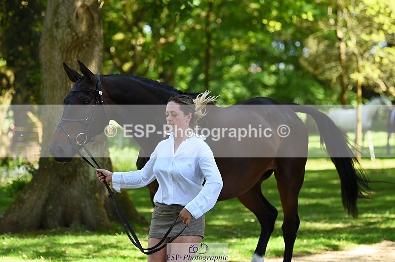 230524-153230-00341 - 357-VIVENDI_HERO-Saffron_Cresswell-WEDTrotUp+DR