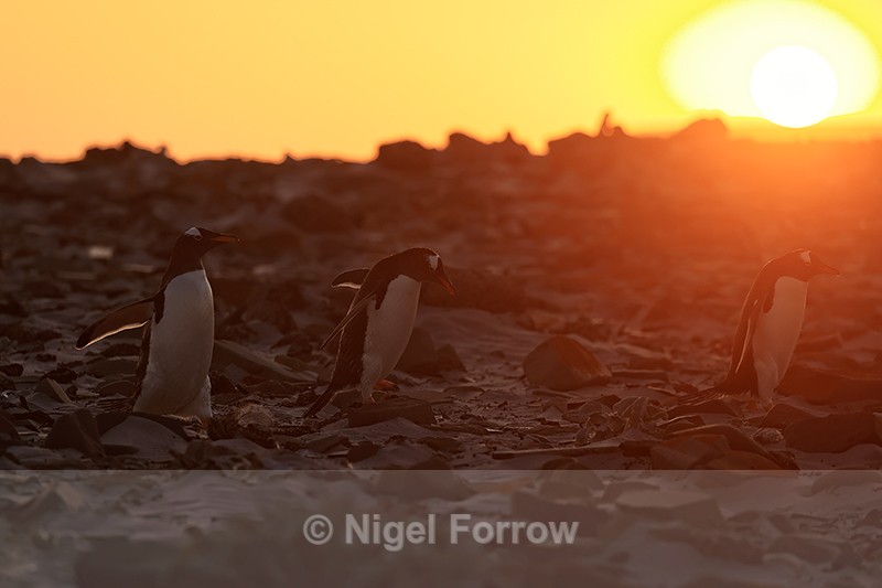 Gentoo Penguins return at sunset, Sea Lion Island, Falklands - Gentoo Penguin