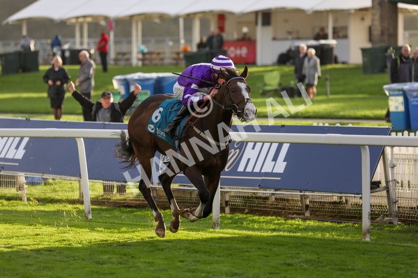 131023-Race 6-Wen Moon-9901 - Race 6 5.00pm Copper Knight - Winning Most Horse At York Handicap