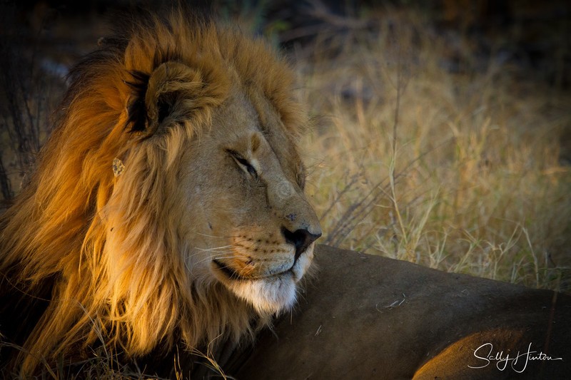 Dozing King