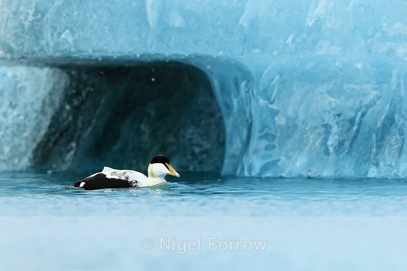 Eider in front of iceberg, Jokulsarlon, Iceland - Eider