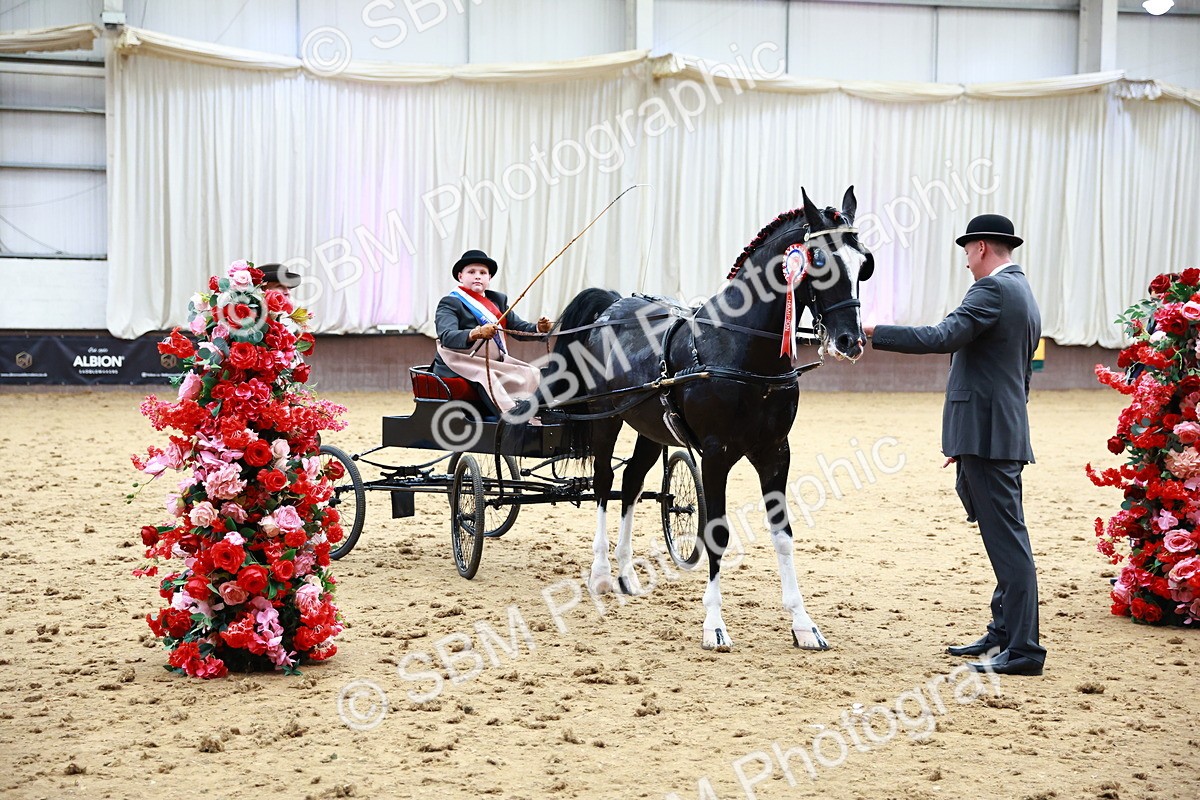 0B8A3928 - Class 13  - HHS Championship Intl Hackney Horse to a Show Wagon