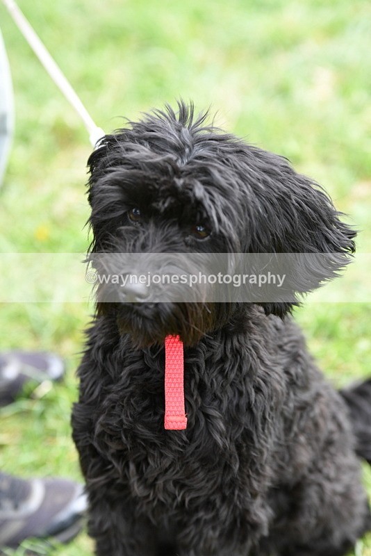 WJ5_9252 - Class 1 Best Cross Breed / Heniz 57