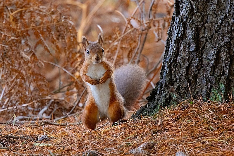 Cheeky Red Squirrel       ref 115A8056 - macro and nature.