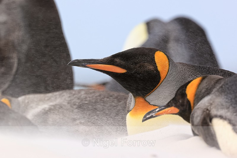 King Penguins and blowing sand, Volunteer Point, Falklands - King Penguin