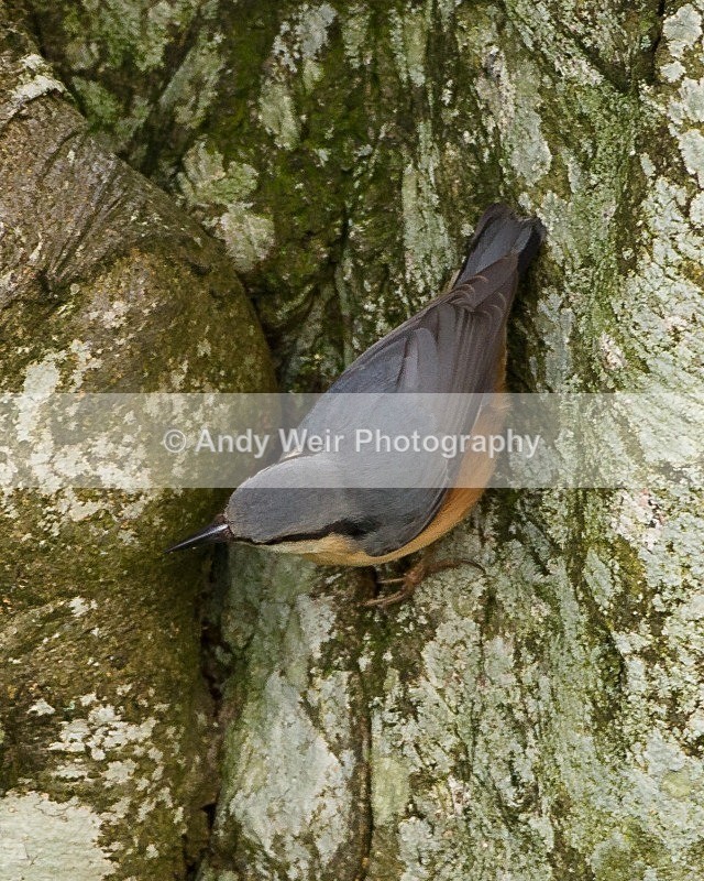 20111119-_MG_7594 - Nuthatch & Treecreepers