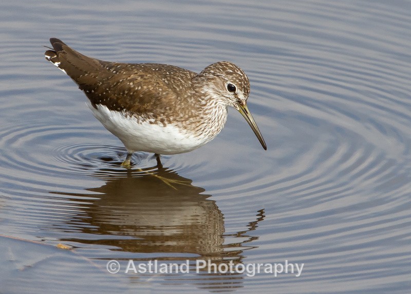 Astland Photography, Bird and Wildlife Images, Susan and Peter Wilson, U.K.