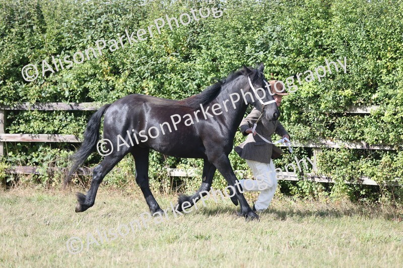 20250831-1596 - Class 22 - Mountain and Moorland Inhand