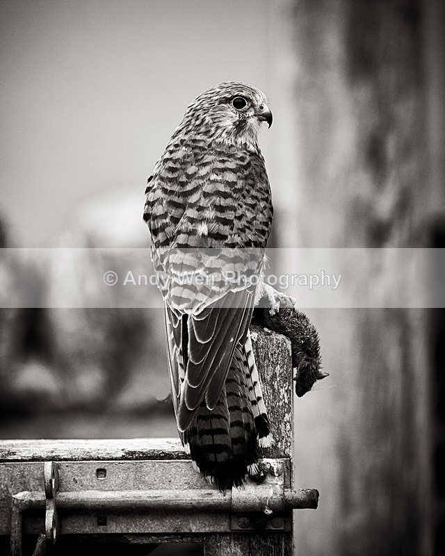 Kestrel & Mouse - Kestrel