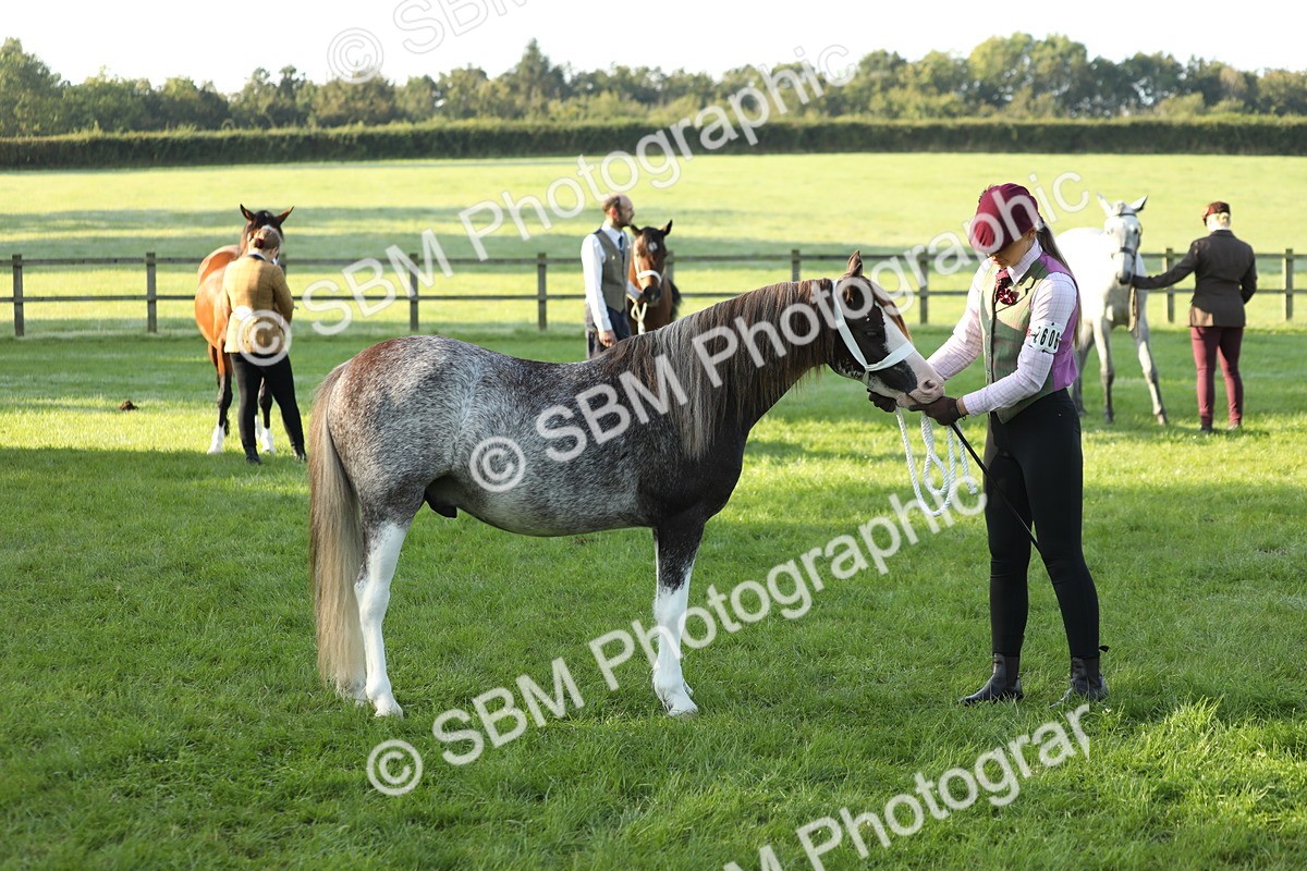 SBM_57969 - S42 - Youngstock