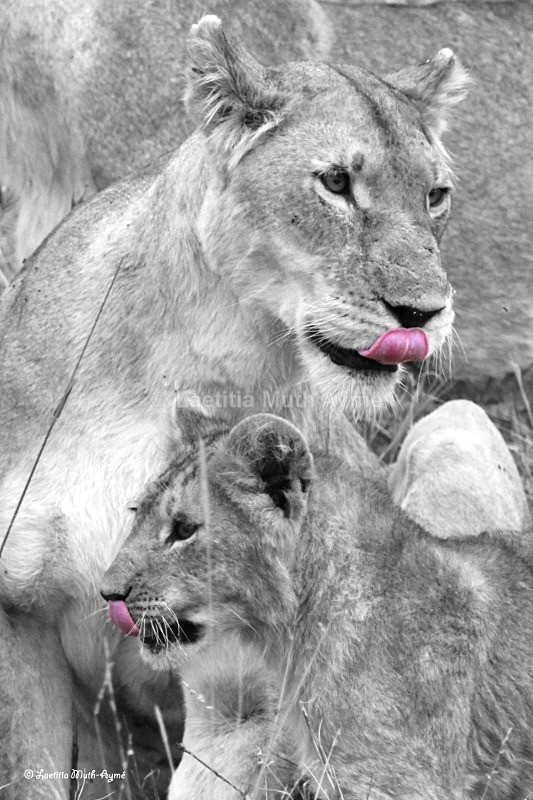 IMG_2068 Maasai Mara - Lions