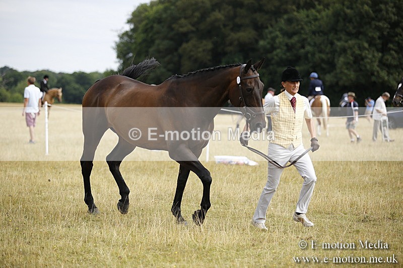 _C7A9409 - BVRC Sow 2018 Ring 2