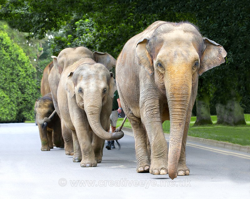 No.0029. Follow your leader - Animal world
