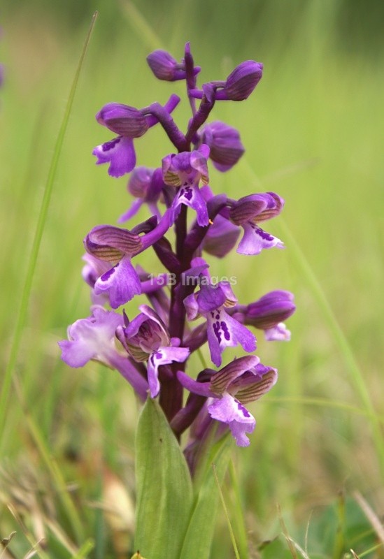 F1041 - Flowers