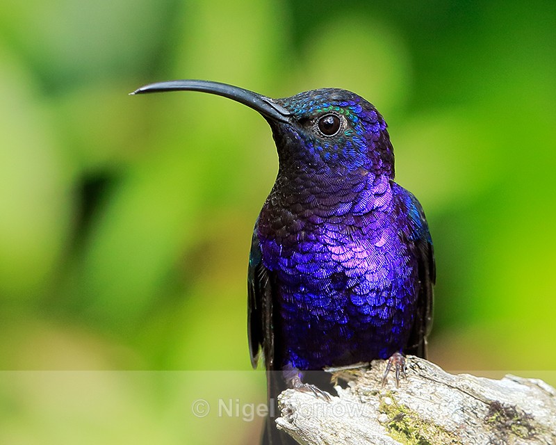 Violet Sabrewing (male) close-up, La Paz Gardens, Costa Rica - Violet Sabrewing