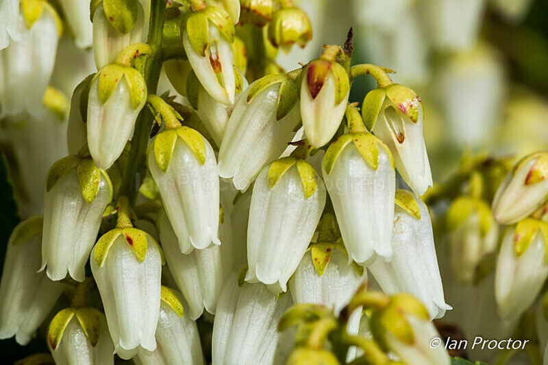 Spring Garden Growth 11 - Nature
