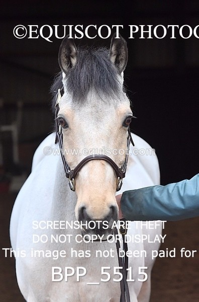 BPP_5515 - Marion West pony 1