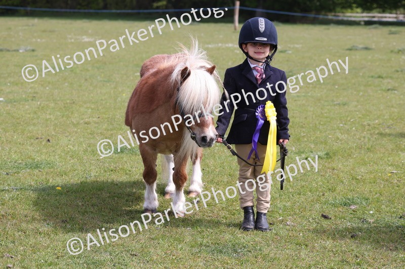 20260426-3221 - Class 26 - Shetland Ponies and Minitures