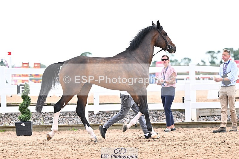 240718A-105328-02053 - Trot Up 2pm to 3pm - This folder is not in time order