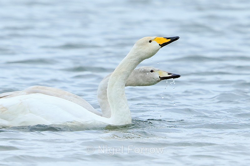 Whooper Swans (adult and juvenile) drinking, Otmoor RSPB - Whooper Swan