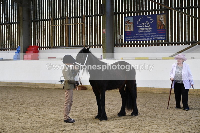 WJ5_4229 - Class 6 In hand M&M - Large Breeds